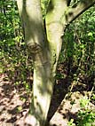 foto bomen: Gewone_esdoorn__Acer_pseudoplatanus__Sycamore_maple
