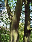 foto bomen: Gewone_esdoorn__Acer_pseudoplatanus__Sycamore_maple