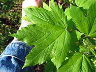 foto bomen: Gewone_esdoorn__Acer_pseudoplatanus__Sycamore_maple 