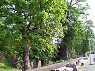 foto bomen: Gewone_esdoorn__Acer_pseudoplatanus__Sycamore_maple
