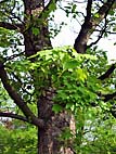 foto bomen: Gewone_esdoorn__Acer_pseudoplatanus__Sycamore_maple