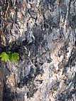 foto bomen: Gewone_esdoorn__Acer_pseudoplatanus__Sycamore_maple