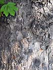 foto bomen: Gewone_esdoorn__Acer_pseudoplatanus__Sycamore_maple