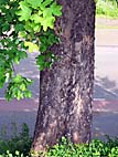 foto bomen: Gewone_esdoorn__Acer_pseudoplatanus__Sycamore_maple
