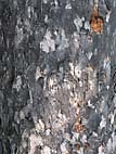 foto bomen: Gewone_esdoorn__Acer_pseudoplatanus__Sycamore_maple