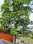 foto bomen: Gewone_esdoorn__Acer_pseudoplatanus__Sycamore_maple