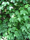 foto bomen: Gewone_esdoorn__Acer_pseudoplatanus__Sycamore_maple