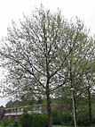 foto bomen: Gewone_plataan__Platanus_hybrida__London_planetree