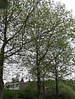 foto bomen: Gewone_plataan__Platanus_hybrida__London_planetree