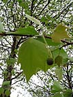 foto bomen: Gewone_plataan__Platanus_hybrida__London_planetree
