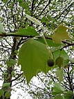 foto bomen: Gewone_plataan__Platanus_hybrida__London_planetree 