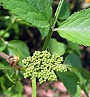 foto bomen: Gewone_vlier__Sambucus_nigra__Black_elderberry