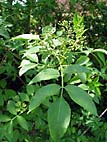 foto bomen: Gewone_vlier__Sambucus_nigra__Black_elderberry