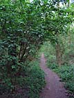 foto bomen: Gewone_vlier__Sambucus_nigra__Black_elderberry