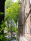 foto bomen: Goudiep__Ulmus_hollandica__Golden_elm 