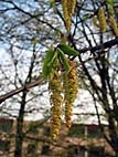 foto bomen: Haagbeuk__Carpinus_betulus__European_hornbeam 