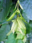 foto bomen: Haagbeuk__Carpinus_betulus__European_hornbeam 