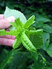 foto bomen: Haagbeuk__Carpinus_betulus__European_hornbeam 