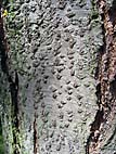 foto bomen: Hartbladige_els__Alnus_cordata__Italian_Alder
