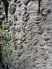 foto bomen: Hartbladige_els__Alnus_cordata__Italian_Alder
