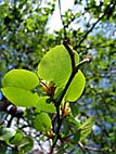 foto bomen: Hartbladige_els__Alnus_cordata__Italian_Alder 