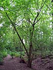 foto bomen: Hazelaar__Corylus_avellana__European_filbert