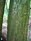 foto bomen: Hazelaar__Corylus_avellana__European_filbert
