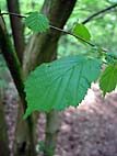 foto bomen: Hazelaar__Corylus_avellana__European_filbert