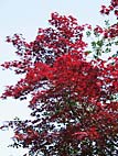 foto bomen: Japanse_esdoorn__Acer_palmatum__Japanese_maple 
