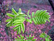 foto bomen: Lijsterbes__Sorbus_aucuparia__European_mountainash