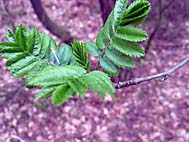 foto bomen: Lijsterbes__Sorbus_aucuparia__European_mountainash