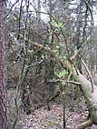foto bomen: Lijsterbes__Sorbus_aucuparia__European_mountainash 