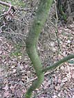 foto bomen: Lijsterbes__Sorbus_aucuparia__European_mountainash