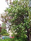 foto bomen: Lijsterbes__Sorbus_aucuparia__European_mountainash