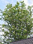 foto bomen: Lijsterbes__Sorbus_aucuparia__European_mountainash