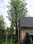 foto bomen: Lijsterbes__Sorbus_aucuparia__European_mountainash