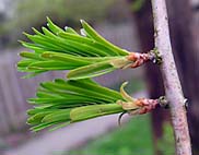 foto bomen: Metasequoia__Metasequoia__glyptostroboides__Dawn_redwood 