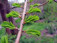 foto bomen: Metasequoia__Metasequoia__glyptostroboides__Dawn_redwood 