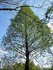 foto bomen: Metasequoia__Metasequoia__glyptostroboides__Dawn_redwood 