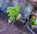 foto bomen: Noorse_esdoorn__Acer_platanoides__Norway_maple 