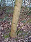 foto bomen: Noorse_esdoorn__Acer_platanoides__Norway_maple