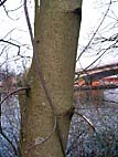 foto bomen: Noorse_esdoorn__Acer_platanoides__Norway_maple