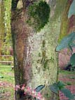 foto bomen: Noorse_esdoorn__Acer_platanoides__Norway_maple 