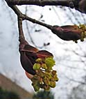 foto bomen: Noorse_esdoorn__Acer_platanoides__Norway_maple 