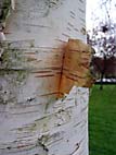 foto bomen: Papierberk__Betula_papyrifera__Paper_birch