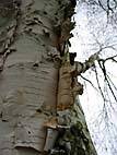 foto bomen: Papierberk__Betula_papyrifera__Paper_birch