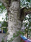foto bomen: Papierberk__Betula_papyrifera__Paper_birch 
