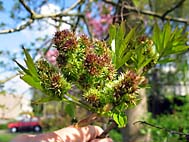 foto bomen: Pluimes__Fraxinus_ornus__Manna_Ash 