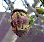 foto bomen: Pluimes__Fraxinus_ornus__Manna_Ash 