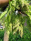 foto bomen: Pluimes__Fraxinus_ornus__Manna_Ash